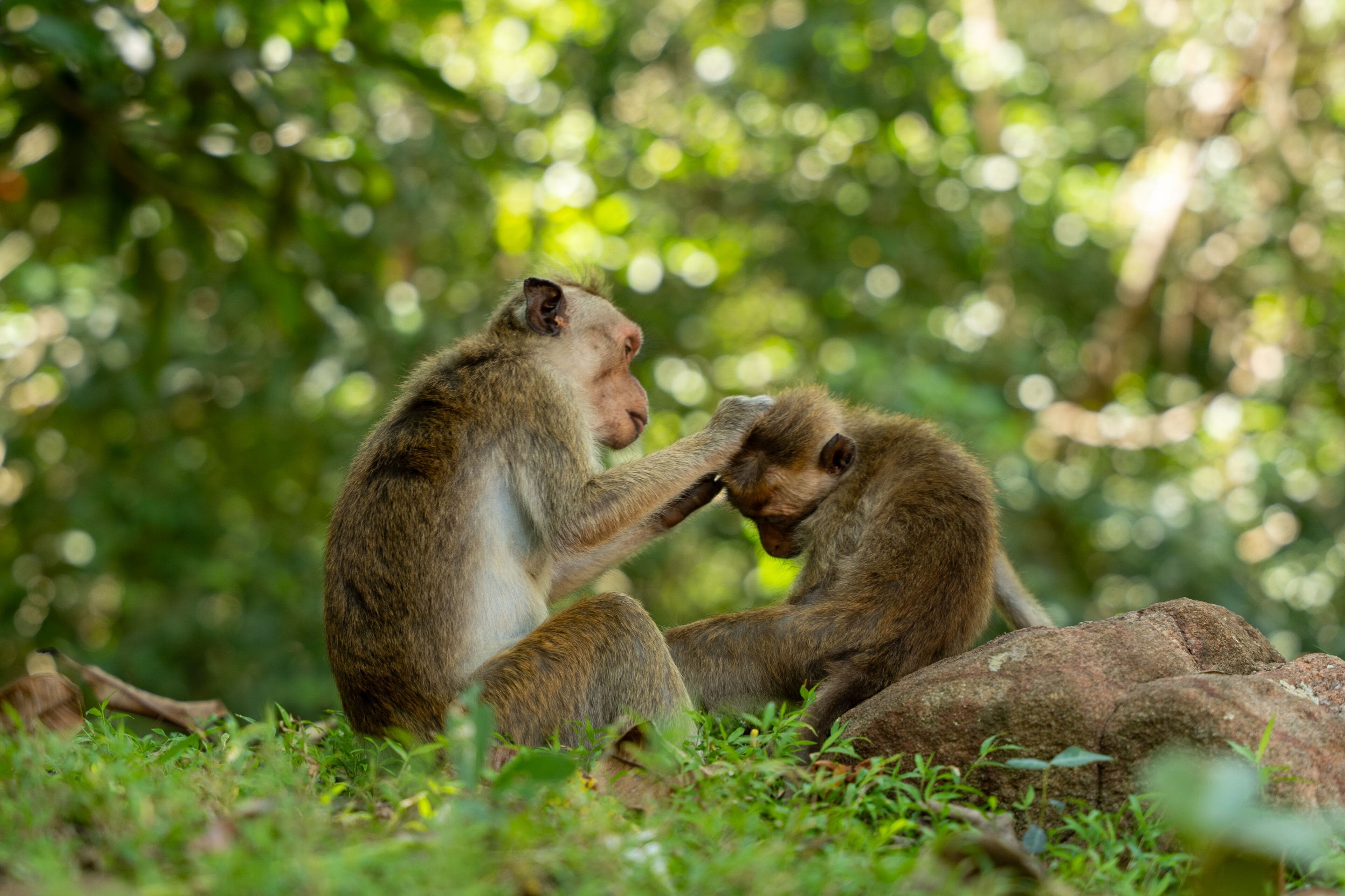 Two macaques sit together in dappled forest light, one grooming the fur on the other's head.